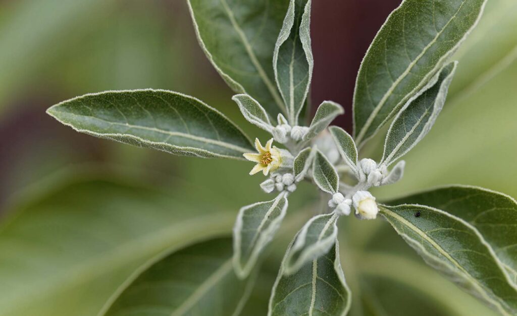 closeup-green-plant